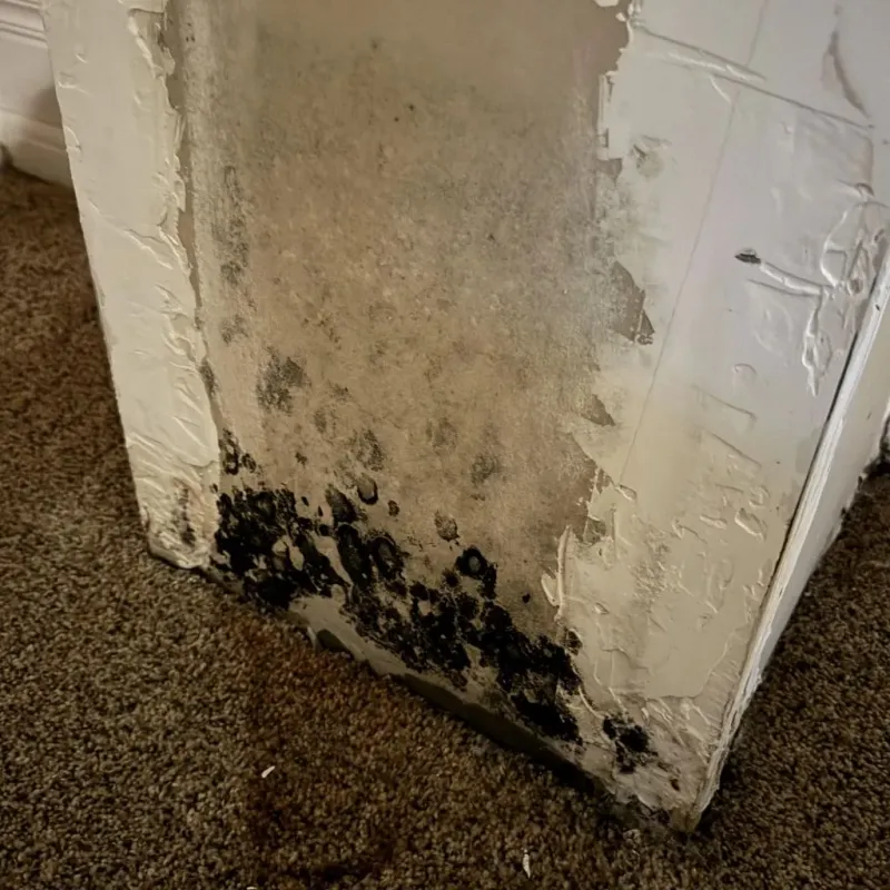 Professional Mold Removal in South Waverly, PA
